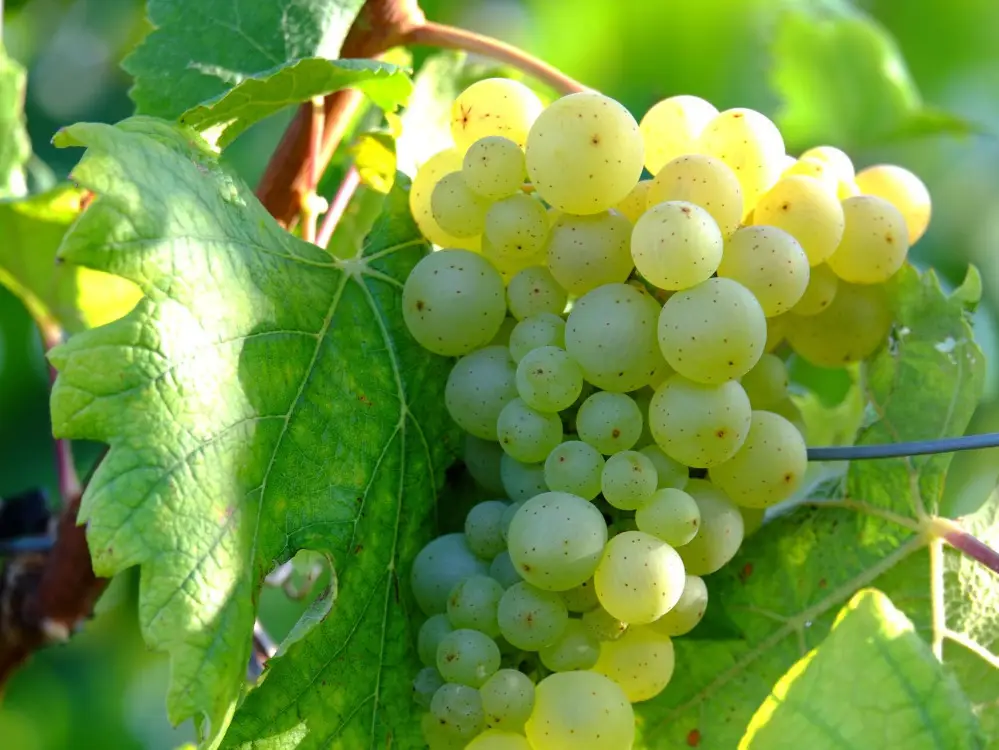 Mas Alexandrine raisins